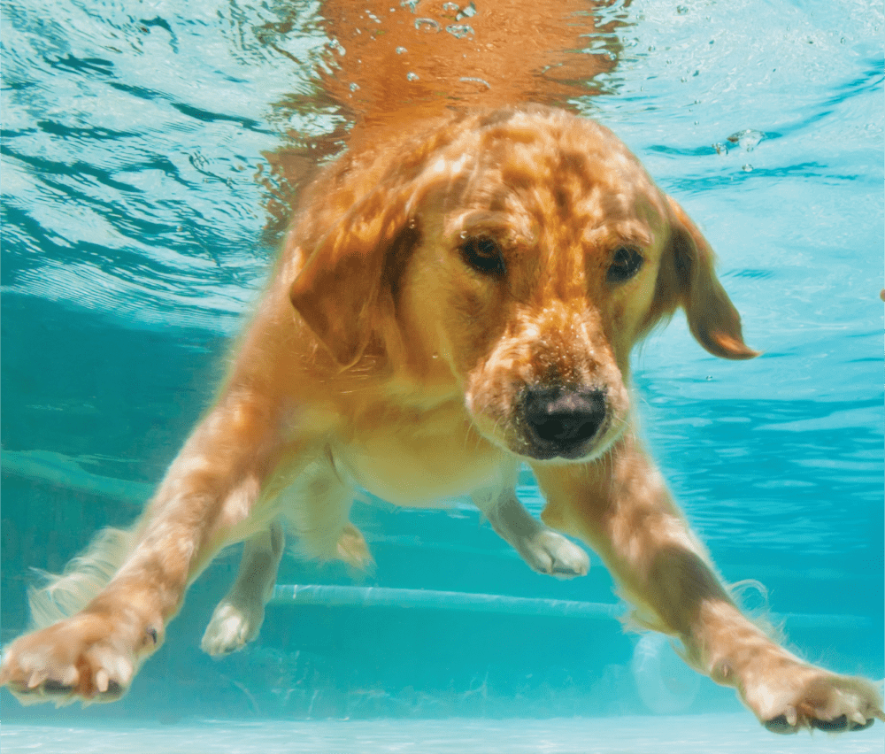 dog in pool